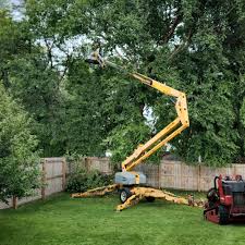 Trusted Lyons, WI Tree Care Experts