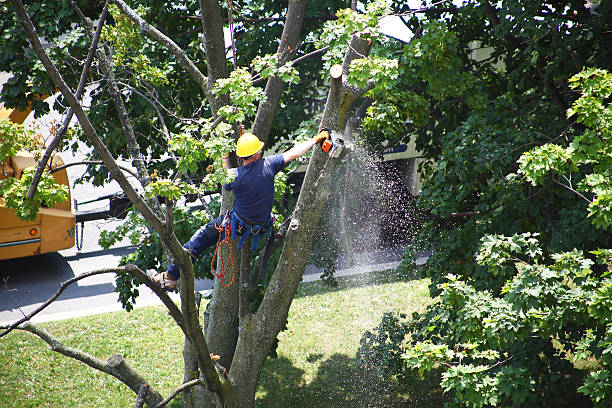 Lawn Drainage Solutions in Lyons, WI